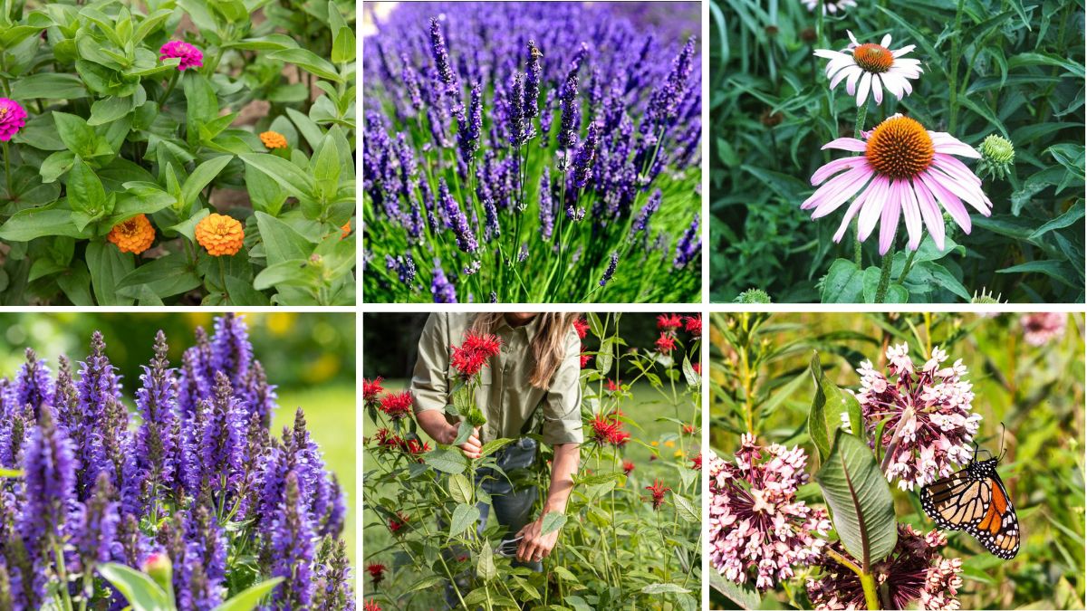 6 Pollinator Plants for Urban Spaces