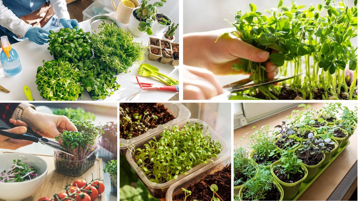 Edible Microgreens You Can Grow Indoors All Year Round