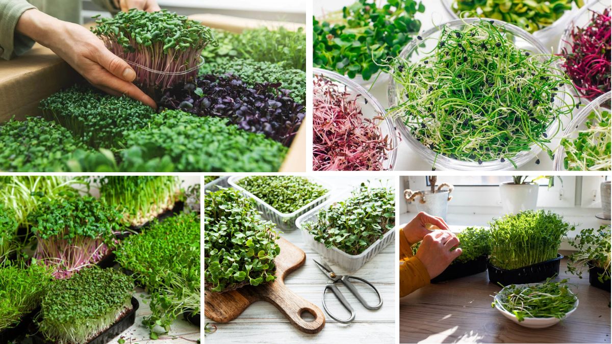 Beginner’s Guide to Growing Tasty Microgreens at Home