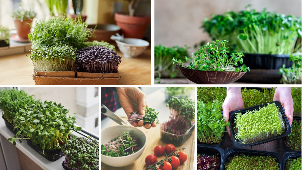 Health Benefits of Growing Your Own Microgreens Indoors