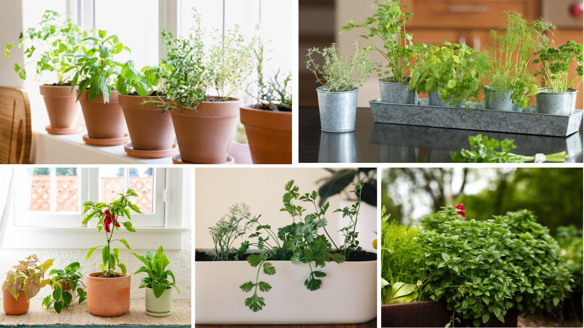 Easy-to-Grow Edible Herbs Perfect for Indoor Gardens