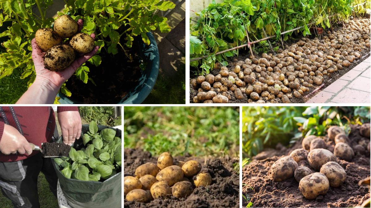 How to Grow Potatoes at Home: A Beginner’s Complete Guide