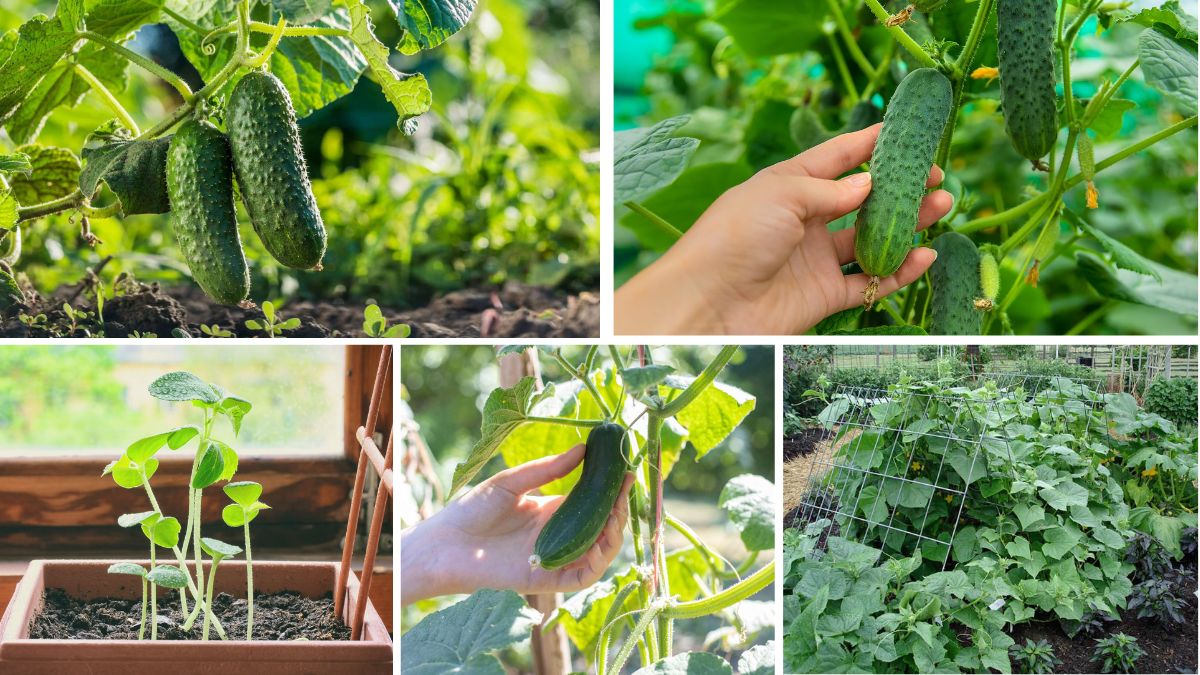 How to Start Growing Cucumbers Indoors for Fresh Crunchy Veggies