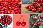 Which Country Is the Largest Cherry Producer in the World?
