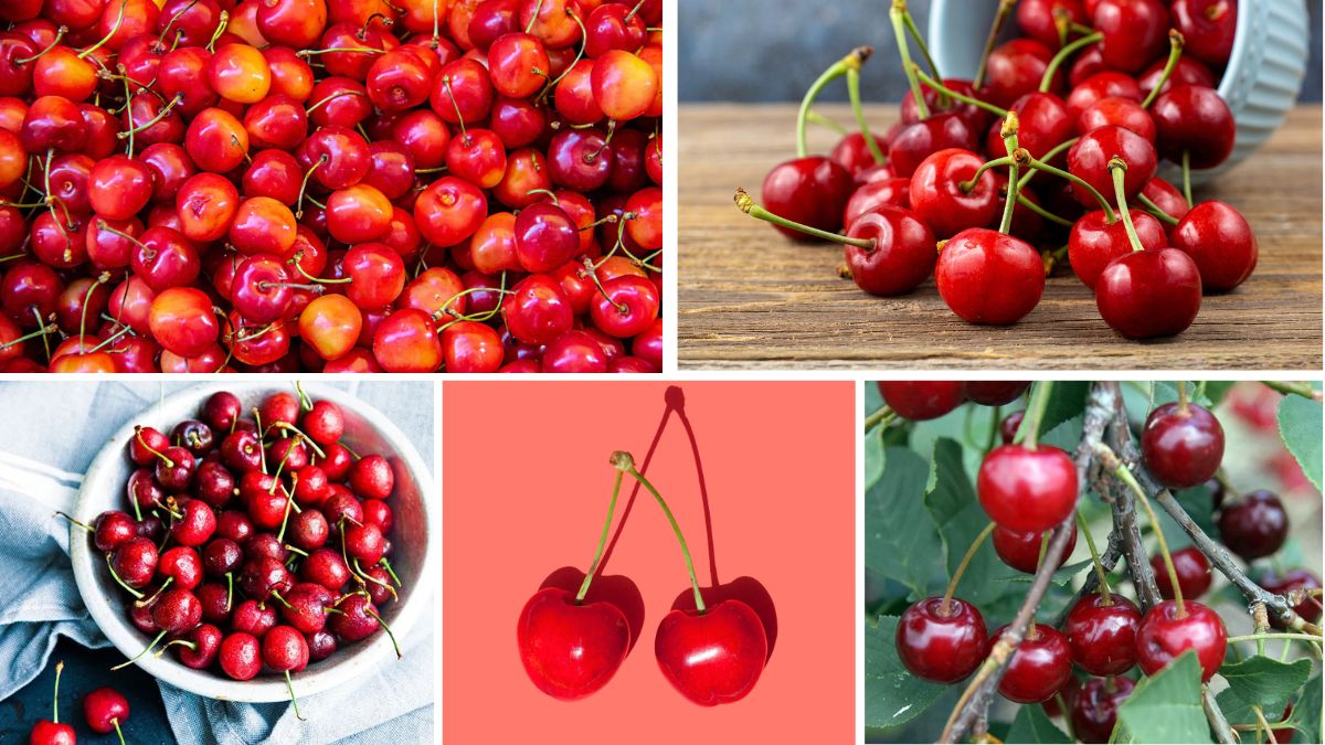Which Country Is the Largest Cherry Producer in the World?