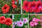 How to Grow Hibiscus for Bold Tropical Blooms at Home