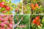History and Facts About Fruit Cultivation in Tropical Nations