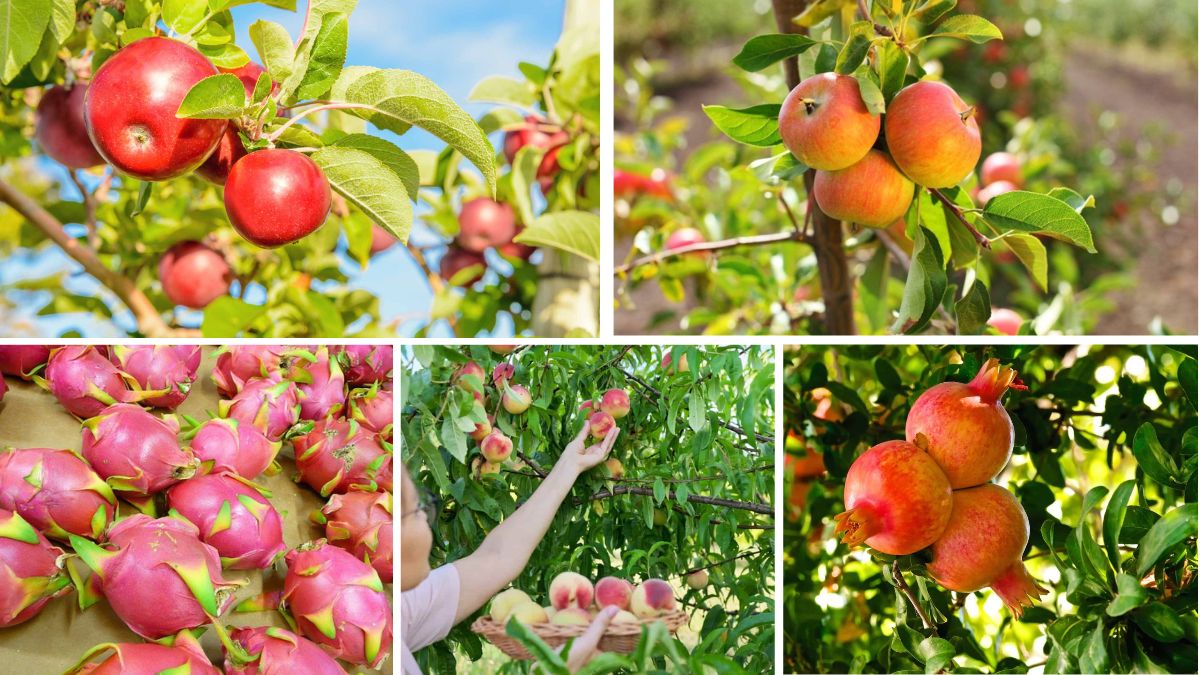 History and Facts About Fruit Cultivation in Tropical Nations