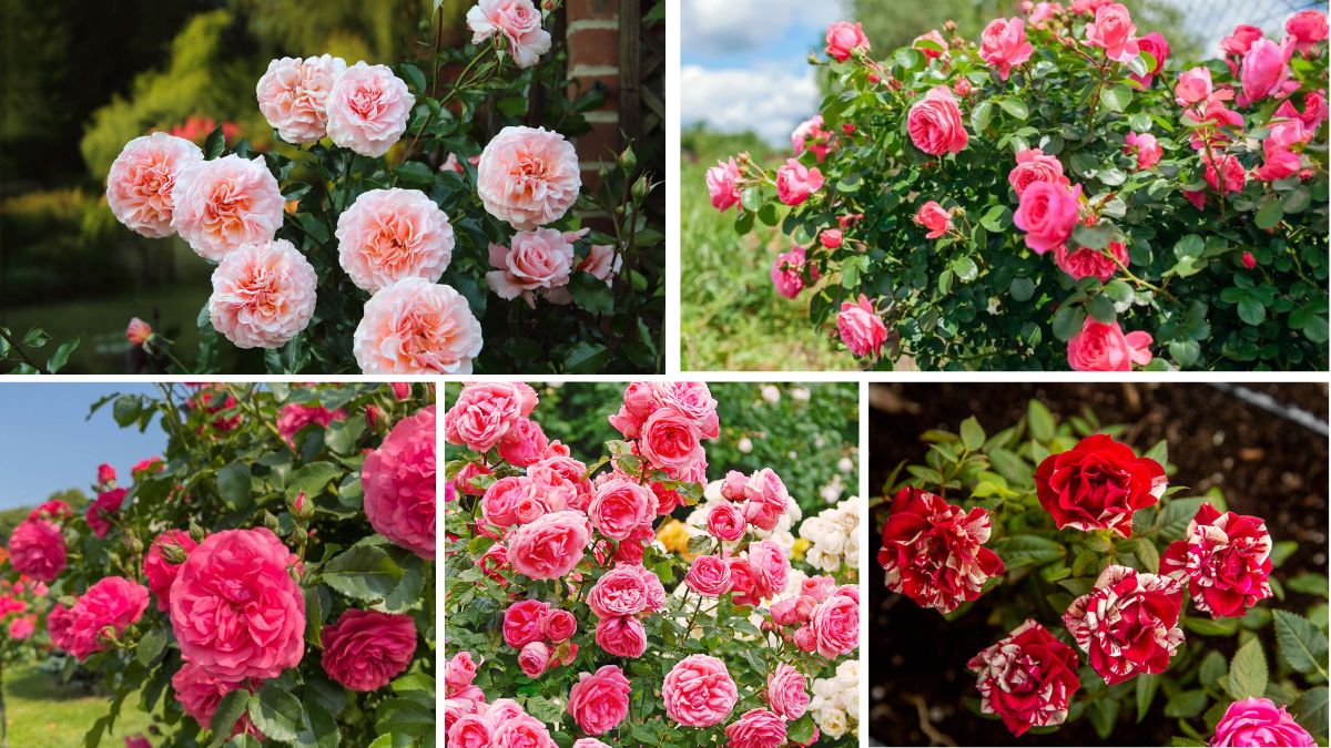 Tips to Grow Vibrant Roses in Your Garden