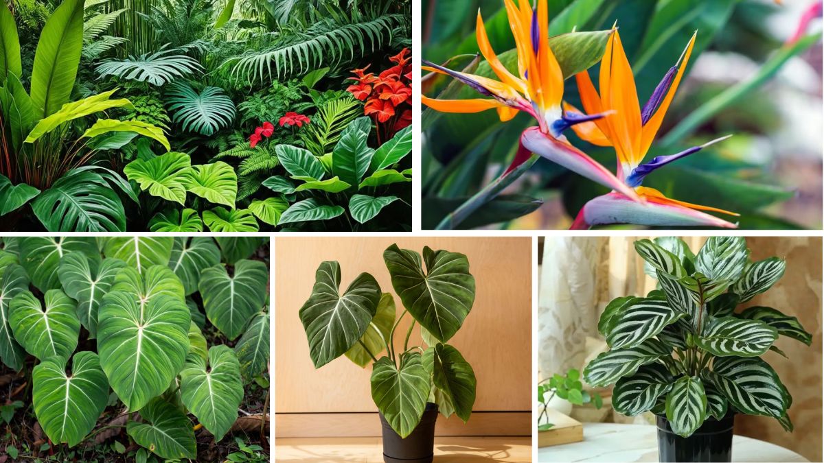 Tips to Grow Rare and Exotic Plants Successfully