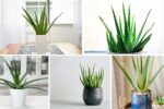 How to Start Growing Aloe Vera Indoors