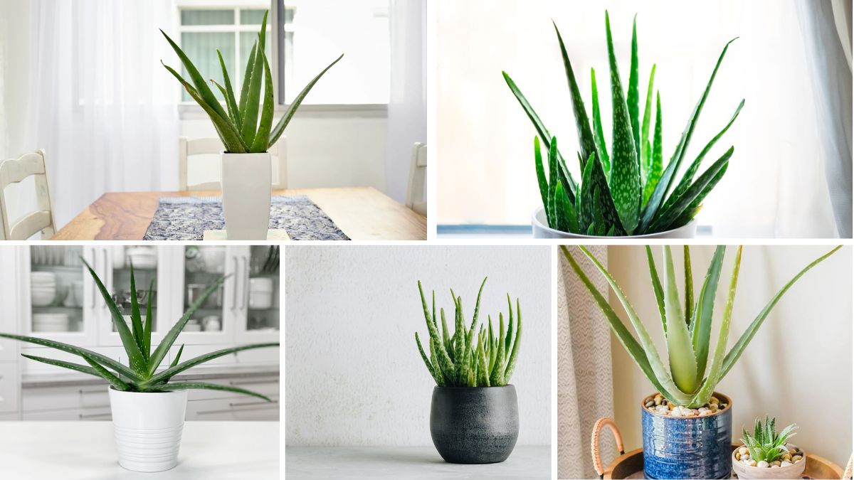 How to Start Growing Aloe Vera Indoors