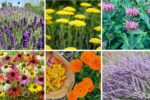 6 Stunning Eco-Friendly Garden Plants Every Home Needs