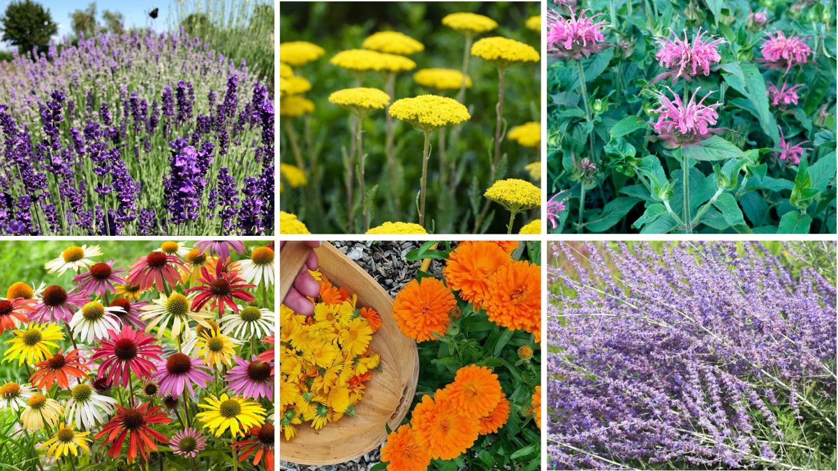 6 Stunning Eco-Friendly Garden Plants Every Home Needs