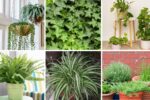 6 Vertical Garden Species to Instantly Refresh Your Home