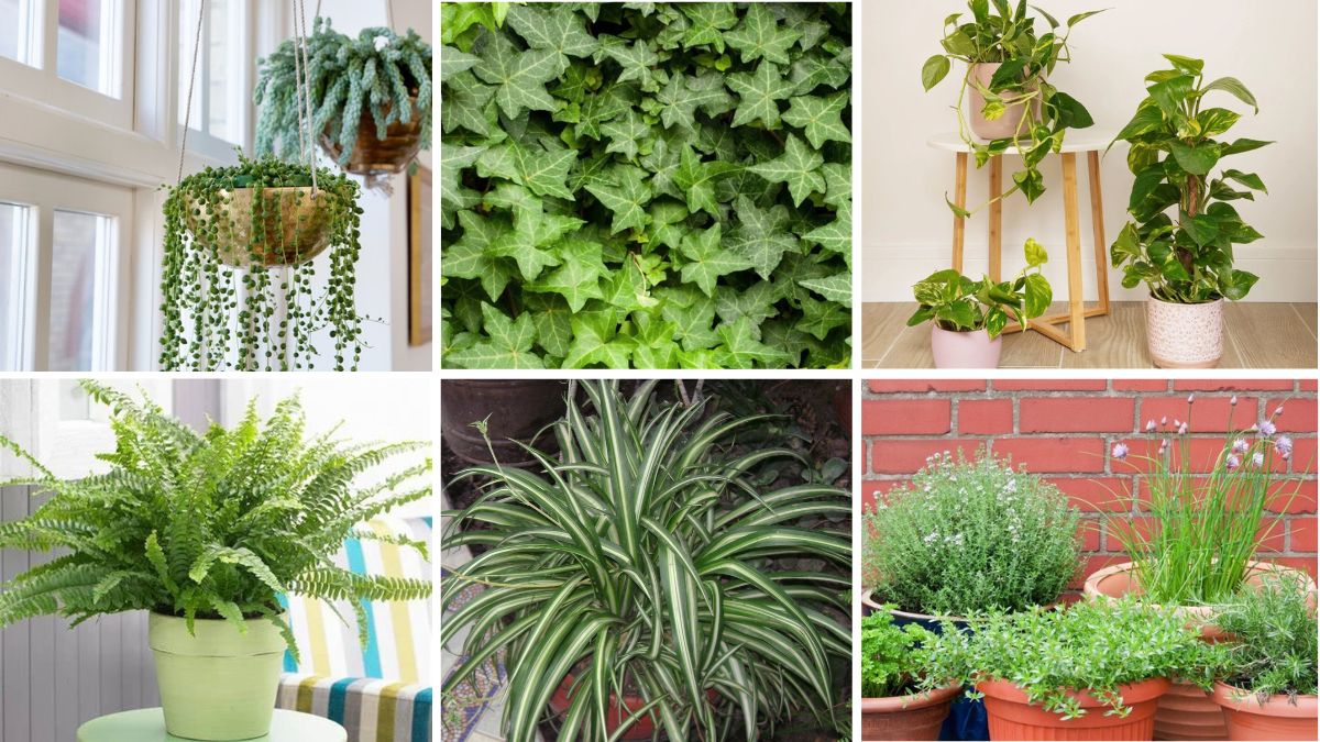 6 Vertical Garden Species to Instantly Refresh Your Home