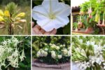 6 Moon Garden Plants to Upgrade Your Home’s Evening Ambiance