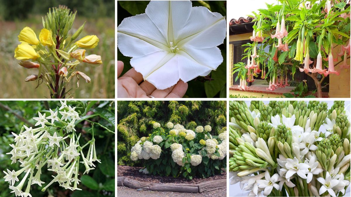 6 Moon Garden Plants to Upgrade Your Home’s Evening Ambiance