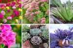 6 Unique Low-Water Balcony Plants to Beautify Your Space