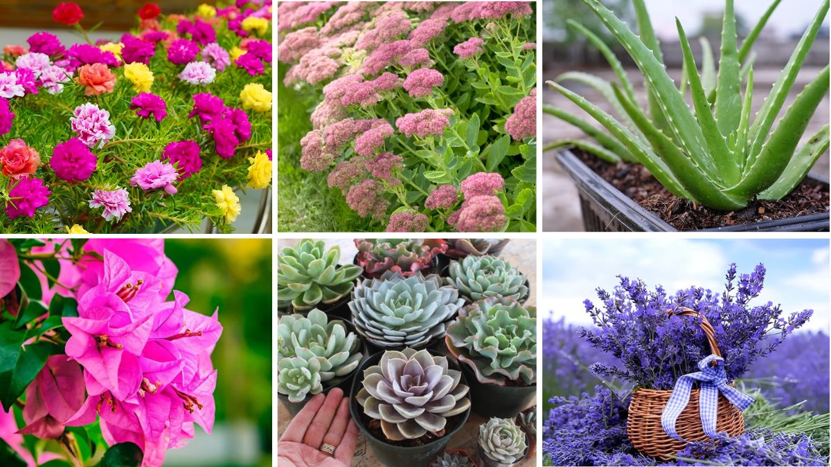 6 Unique Low-Water Balcony Plants to Beautify Your Space