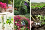 6 Tips to Grow Climbing Plants for Privacy and Shade