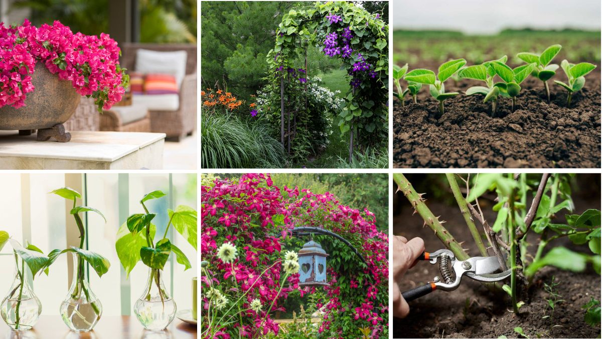 6 Tips to Grow Climbing Plants for Privacy and Shade