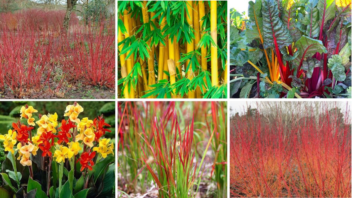 6 Eye-Catching Plants with Colorful Stems to Brighten Your Garden