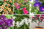 6 Gorgeous Container-Friendly Flowering Vines for Patios and Balconies