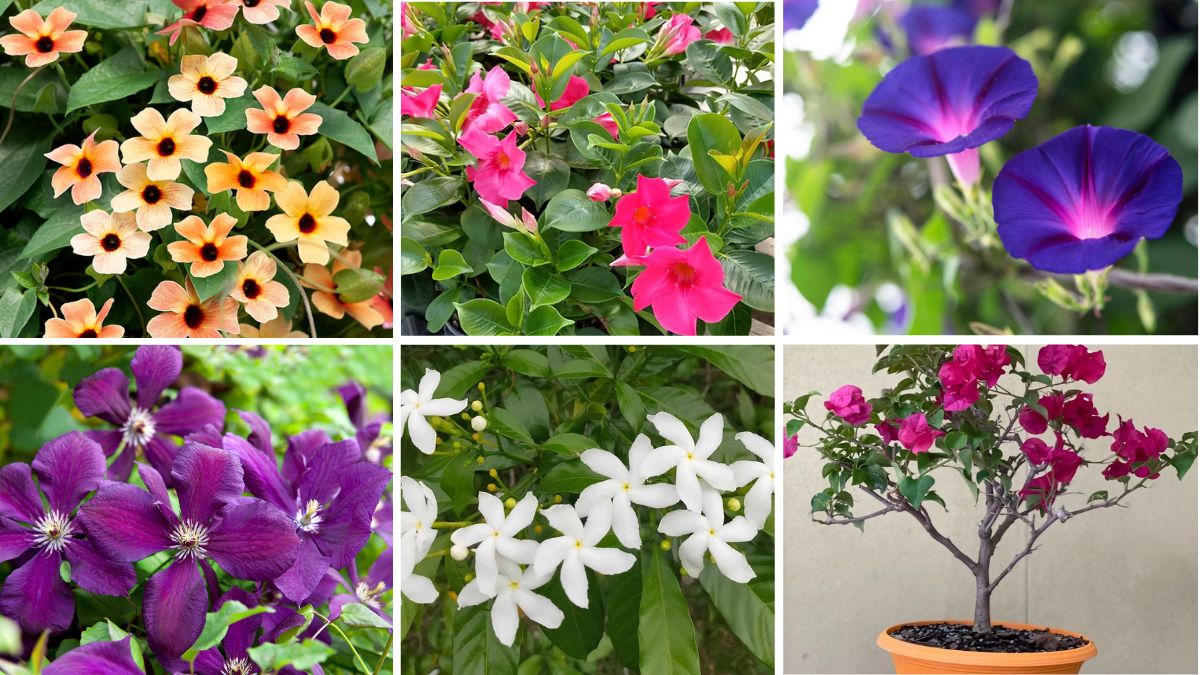 6 Gorgeous Container-Friendly Flowering Vines for Patios and Balconies