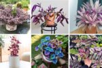 6 Beautiful Purple Heart Plants for Color Pop in Your Garden