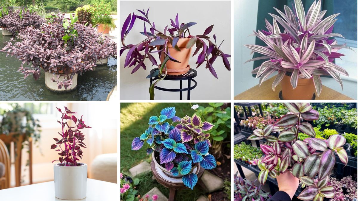 6 Beautiful Purple Heart Plants for Color Pop in Your Garden