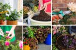 6 Tips to Grow Hanging Basket Flowers with Cascading Beauty