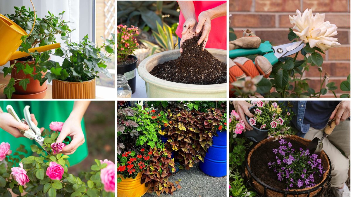 6 Tips to Grow Hanging Basket Flowers with Cascading Beauty