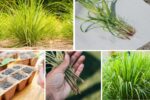 How to Start Growing Lemongrass Indoors: A Beginner’s Guide