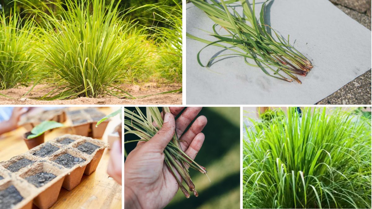 How to Start Growing Lemongrass Indoors: A Beginner’s Guide