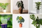 6 Rare Air-Purifying Plants to Beautify Your Living Space
