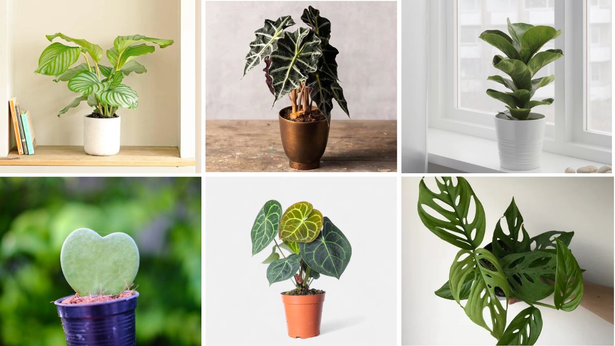 6 Rare Air-Purifying Plants to Beautify Your Living Space