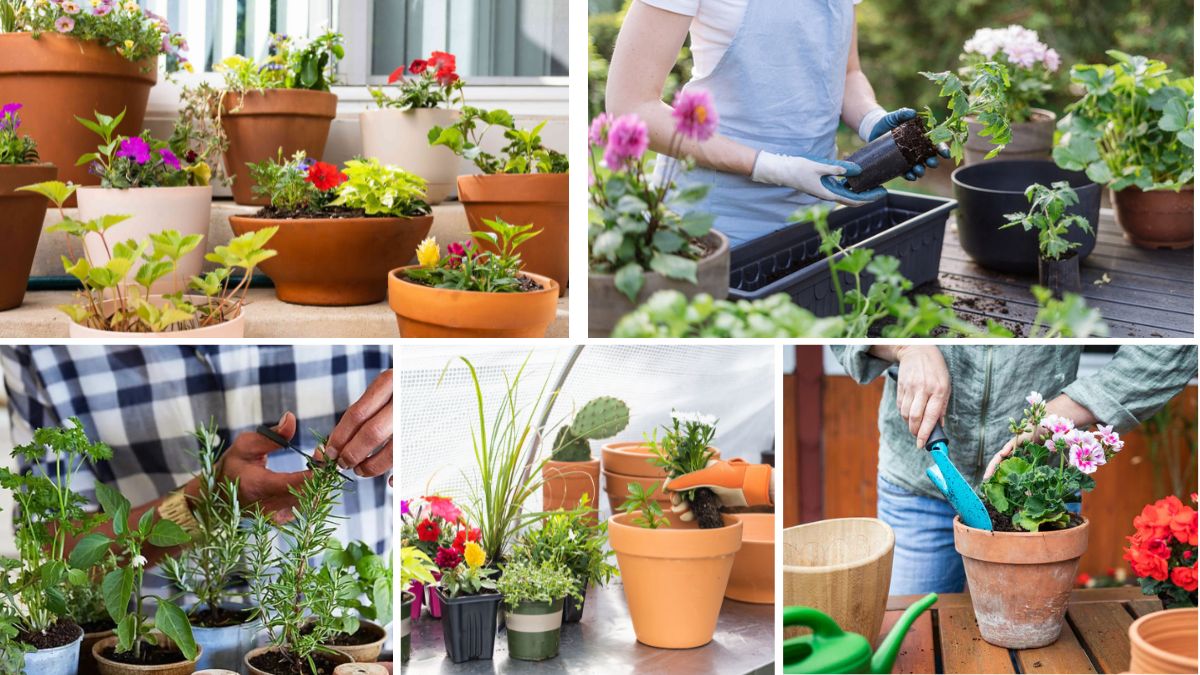 How to Set Up a Container Garden on Your Balcony