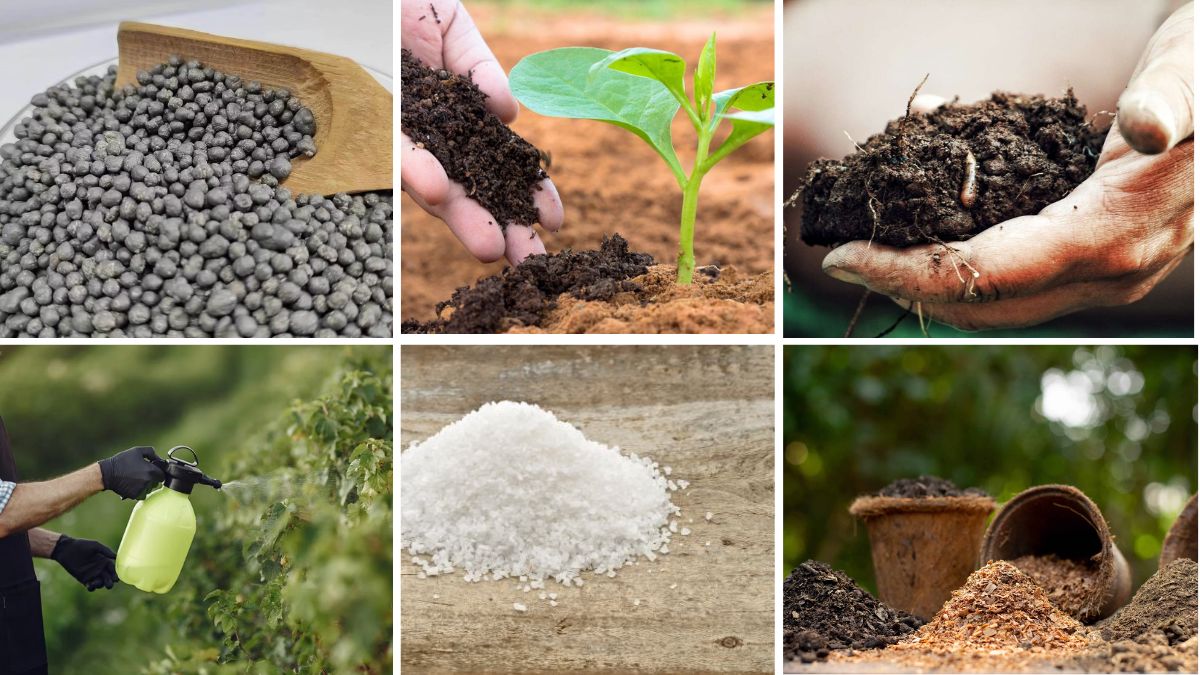 6 Best Fertilizers for Dragon Fruit Plants
