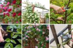 6 Tips to Train Climbing Roses