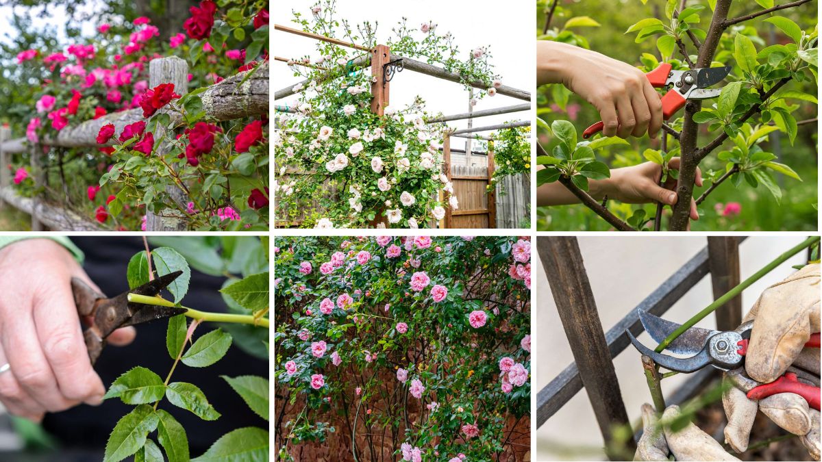 6 Tips to Train Climbing Roses