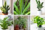 6 Easy Plants to Grow Without Stress
