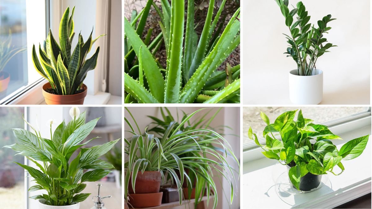 6 Easy Plants to Grow Without Stress