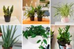 6 Popular Plants to Grow Indoors for Beginners