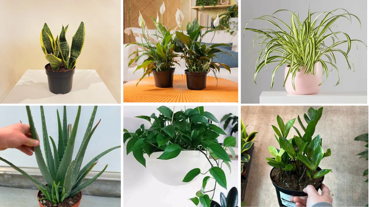 6 Popular Plants to Grow Indoors for Beginners