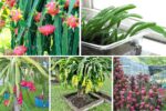 The Complete Dragon Fruit Container Gardening Guide