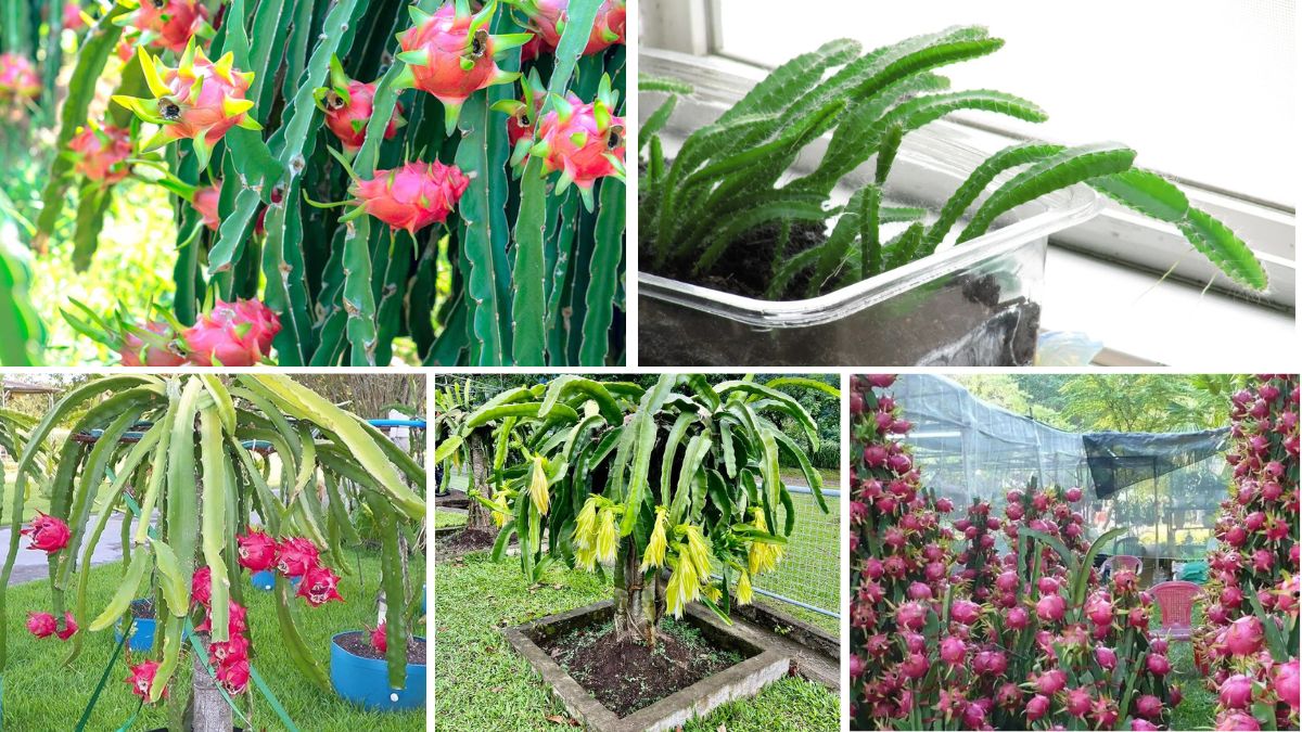The Complete Dragon Fruit Container Gardening Guide