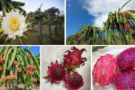 How to Encourage More Flowers on Your Dragon Fruit Plant