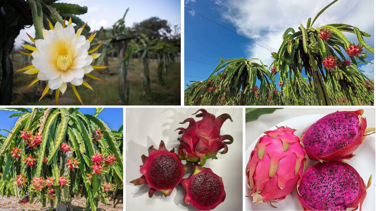 How to Encourage More Flowers on Your Dragon Fruit Plant