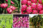 How to Support and Train Dragon Fruit Vines for Maximum Yield